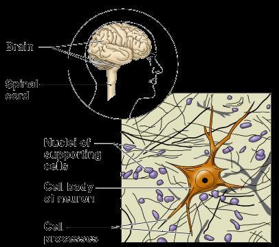 Nervous Tissue Neurons and nerve support cells Function is to
