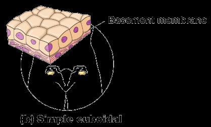 Simple Epithelium Simple cuboidal Single layer of cube-like cells Common
