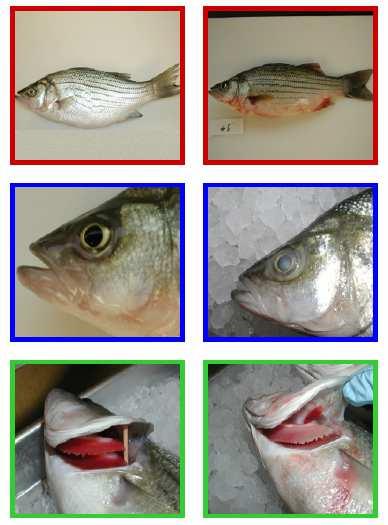 Sensory changes http://www.seafoodlab.cmast.ncsu.edu/documents/qim.