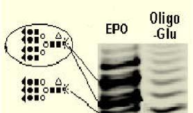 Hu EPO was modified to only two glycoforms in LEXSY Gal β1 4