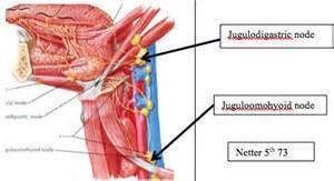 digastric muscle crosses the internal jugular vein. It is the most superior node in gthe upper deep cervical group.