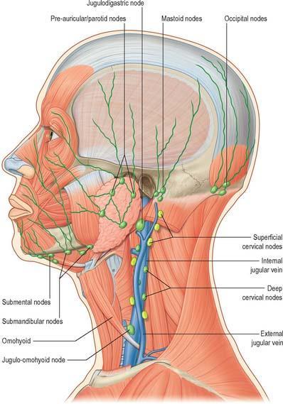 The skin of Head & Neck Drainage The Scalp drains into the occipital, Mastoid and parotid nodes. The Lower eye lid and anterior cheek drains into buccal nodes.