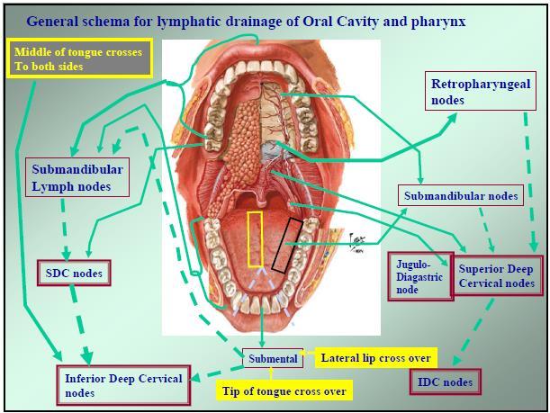 The drainage of the ORAL structures The Gingiva drains in to the submandibular, submental and upper deep cervical nodes.
