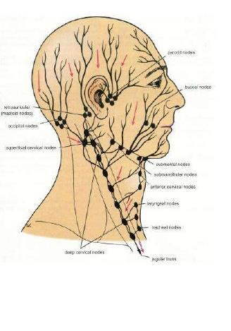 Lymph Nodes The lymph nodes of the head and neck can be divided into two groups; Superficial ring of lymph nodes, and a Vertical group of deep lymph nodes.