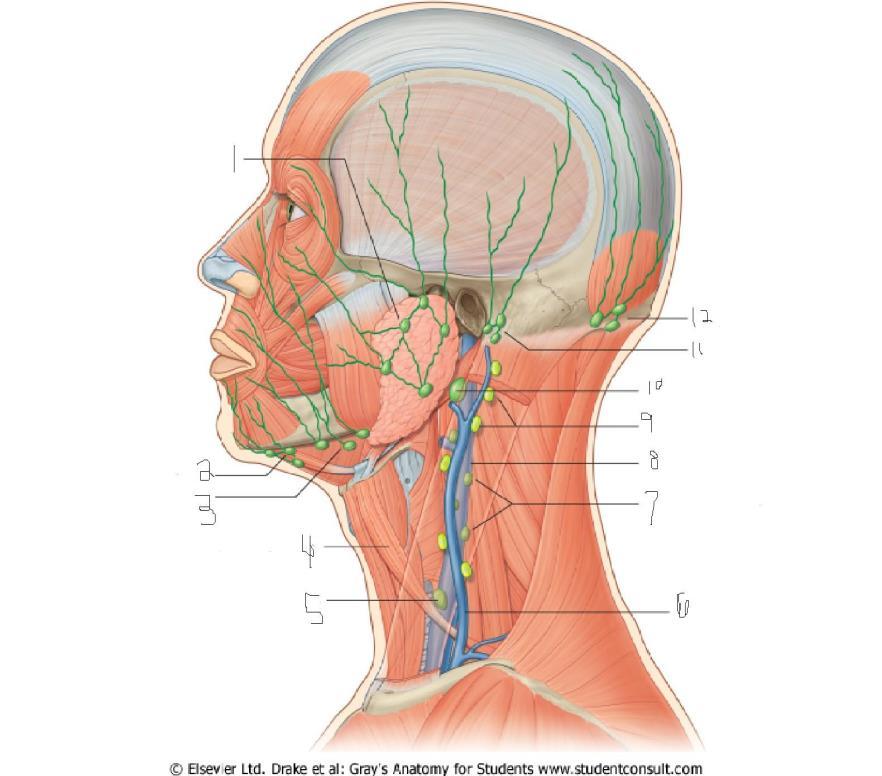 Parotid: The parotid lymph nodes are a small group of nodes located superficially to the parotid gland.