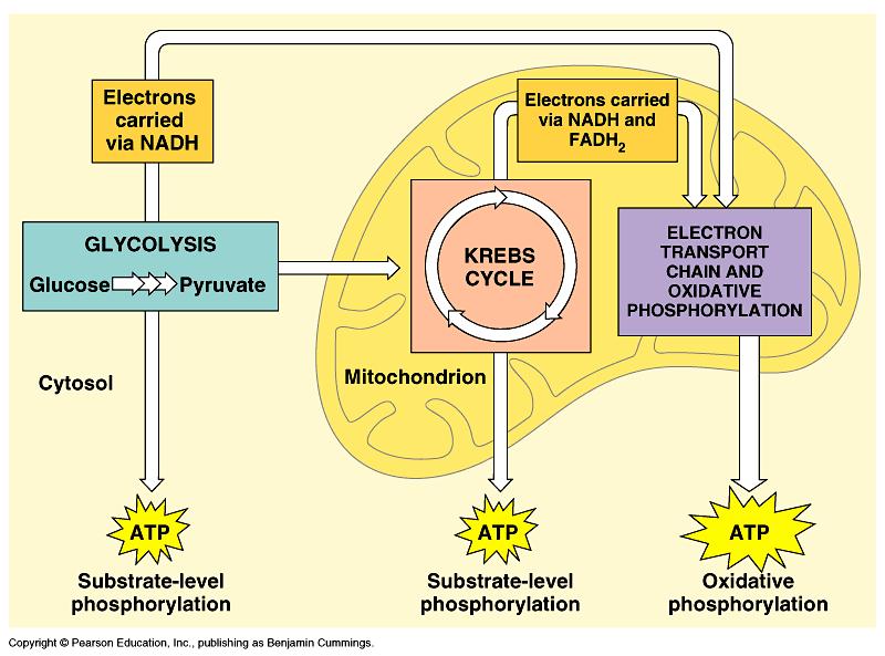 9.1 CHEMICAL PATHWAYS The first step to breaking down food into energy is called Glycolysis If oxygen is present, glycolysis will