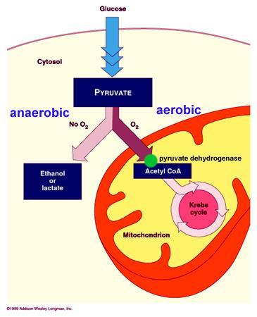 9.2 THE KREBS AND ELECTRON TRANSPORT Cellular respiration that requires oxygen is called Aerobic In the presence