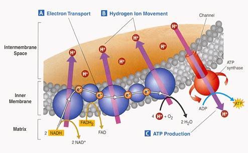 9.2 THE KREBS AND ELECTRON TRANSPORT The electron transport chain