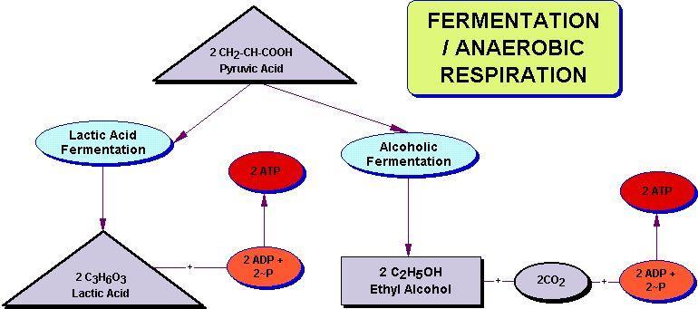 9.2 CHEMICAL PATHWAYS Fermentation releases energy from food molecules by producing ATP in the absence of O2 Anaerobic means