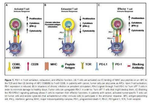 Potential Effects of Anti-PD-1 Antibody in Therapy of