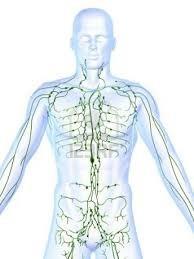 7. Lymphatic System: Organ - Lymphatic vessels, lymph nodes, spleen, tonsils.