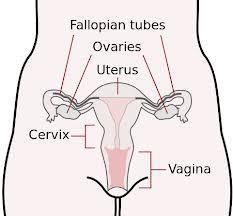11. Reproductive System: Organs - Male: Seminal vesicles, prostate, penis, vas deferens,