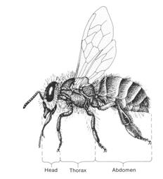 HONEY BEE BIOLOGY Apprentice Level Training Texas Master Beekeeper Program Anatomy Overview Three tagmata 1.