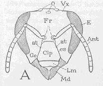 Abdomen Digestion and reproduction Anatomy Overview O = Ocelli light/dark perception E = Compound eye primary