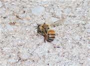 Worker bees usually only live 5 6 weeks, less if there is a very strong nectar flow and