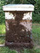 The cluster of bees looks for a home.