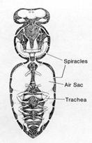 Anatomy Overview Respiratory System Spiracles: pores along the outside of the insect body that