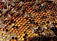 Begin active evaporation, the first step in turning nectar to honey.