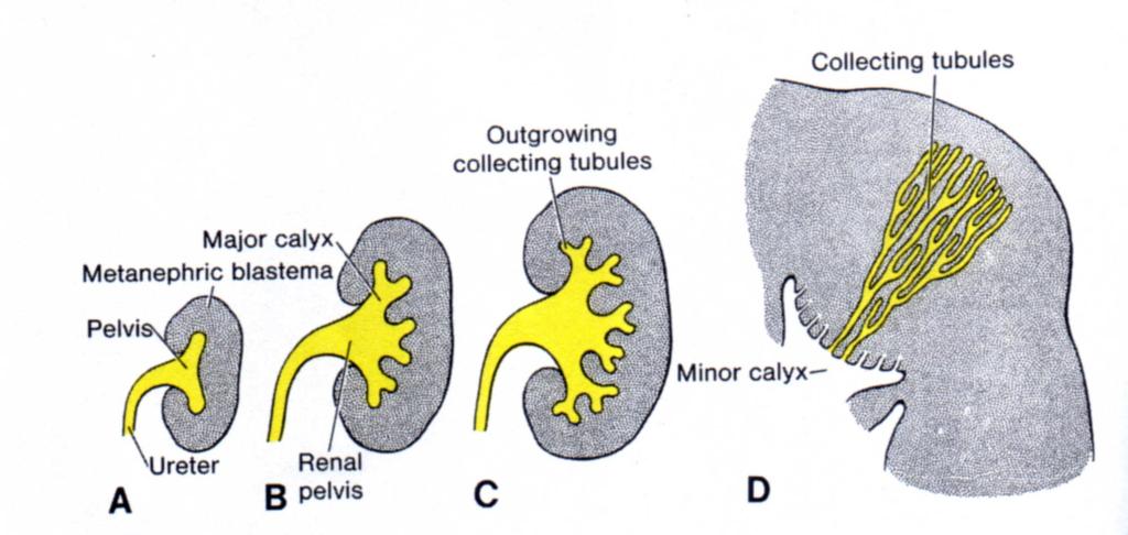 Development of the renal pelvis, calyces