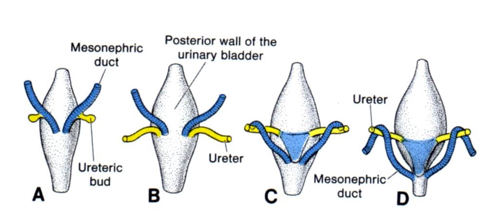Dorsal view of the bladder showing the relation of