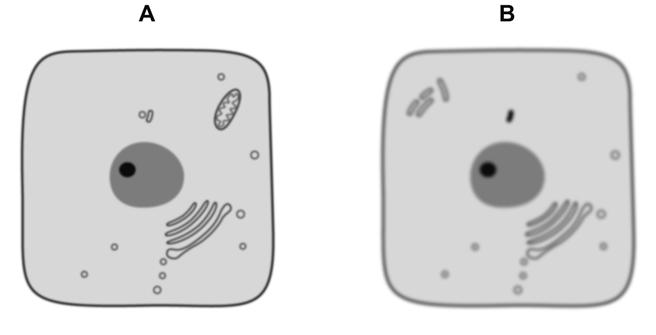 3 The diagram below is drawn from an electronmicrograph of an animal cell.