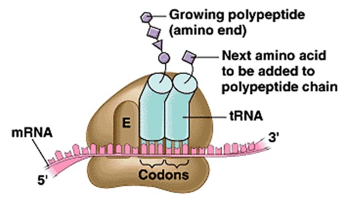 Peptide bond formation: growing polypetide chain is transferred to the new amino acid 6.