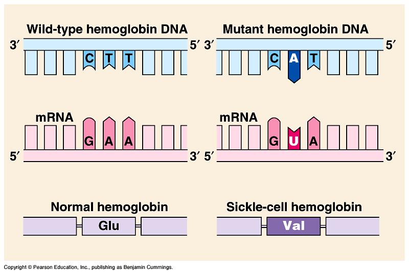 5. Mistakes in the DNA code Point mutations:! substitution -- the wrong base is transcribed! insertion -- an extra base is inserted! deletion -- a base is deleted Effects of mutations:!