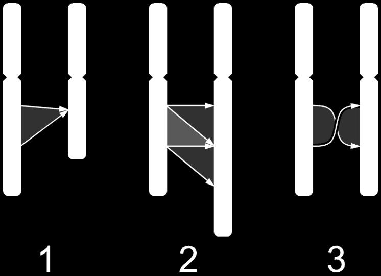 Figure 15.14 (a) Deletion A B C D E F G H A deletion removes a chromosomal segment. A B C E F G H (b) Duplication A B C D E F G H A duplication repeats a segment.