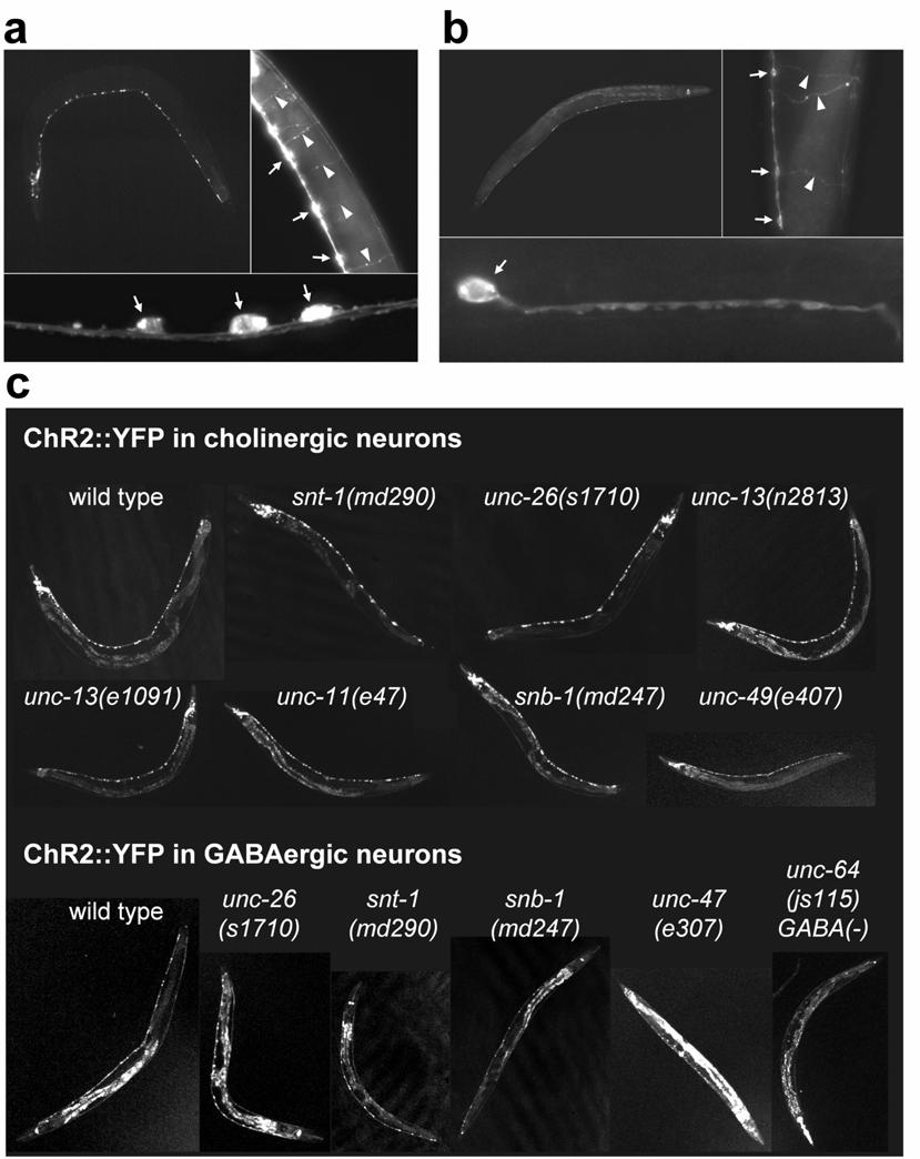 Supplementary Figure 2 Expression patterns of ChR2::YFP in ACh and GABA neurons (a) ChR2::YFP in cholinergic neurons shows a normal wiring pattern of the neurons.