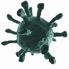 Introduction The study of viruses is called: Virology. Viruses are obligate intracellular pathogens that can infect all types of living organisms.