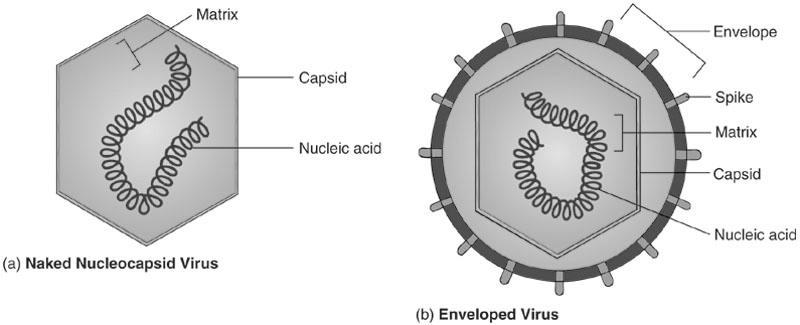 Structure of Viruses 1)