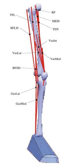 limb and knee joint developed by