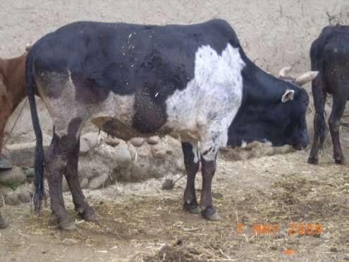 Factors Influencing Male Reproduction Bull age