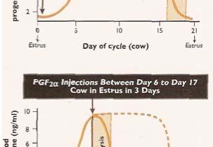 estrus in 3 days Influence of PGF2alpha upon cycle