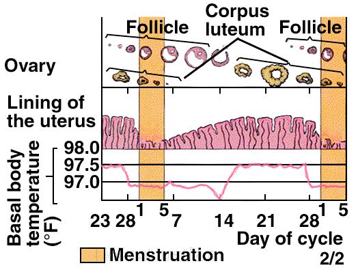 a view from ovary and uterus The menstrual and estrous cycle can