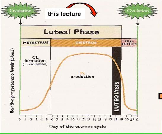 this lecture consists of three processes: luteinization, formation of a CL, and