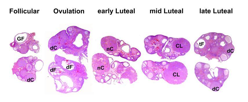 Ovaries: from follicular to late luteal phase Low magnification GF: Graafian follicle; dc: degeneration CL; df: disruption