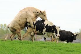 Bull sexual behavior Courtship Grazing with cow Guarding the cow Liking sow vulva Mounting