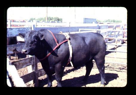 Clinical Problems of Bulls Inadequate libido