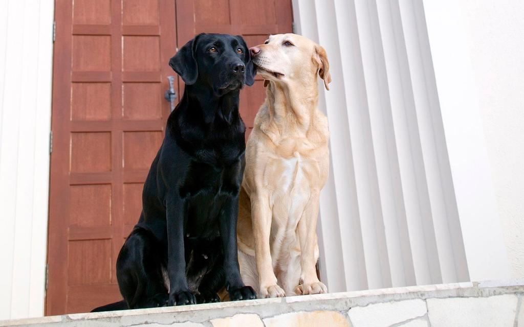 Domestic Canines Males