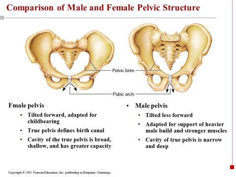 The arcuate line divides the pelvic into two regions: one is called false pelvic and the other is called true pelvic.