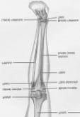 Tibia and Fibula Tibia medial & larger bone of leg weight-bearing bone lateral & medial condyles tibial