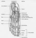 Arches of the Foot Function distribute body weight over foot yield & spring back when weight is lifted Longitudinal arches along each side of foot Transverse arch across midfoot region navicular,