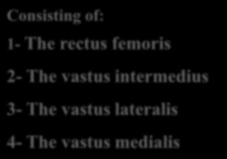 Consisting of: 1- The rectus femoris The quadriceps femoris muscle 2- The vastus intermedius 3- The vastus