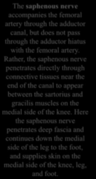 Rather, the saphenous nerve penetrates directly through connective tissues near the end of the canal to appear between the