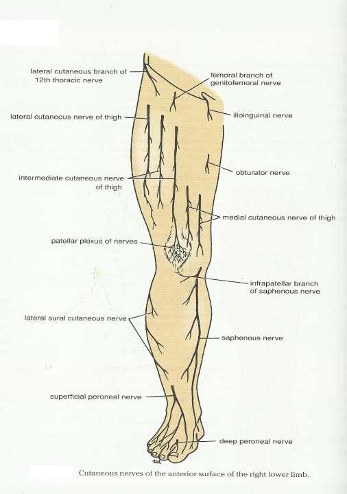 1- Lateral cutaneous nerve of the thigh