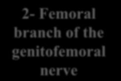 obturator nerve 4- Medial cutaneous