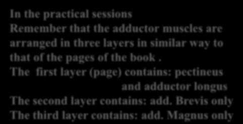 The first layer (page) contains: pectineus and adductor longus The second layer contains: add.