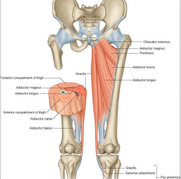 Gracilis muscle Origin: Inferior ramus of pubis, ramus of ischium Insertion: Upper part of shaft of tibia on medial surface (SGS) area Nerve