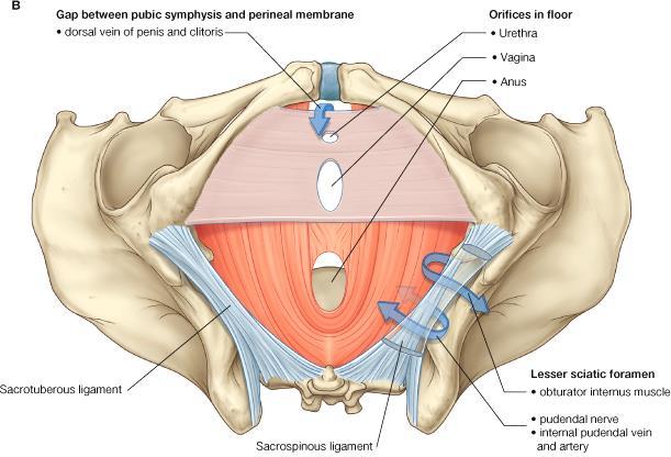 Urogenital triangle: The perineal membrane It is a triangular fibrous sheet which lies across the